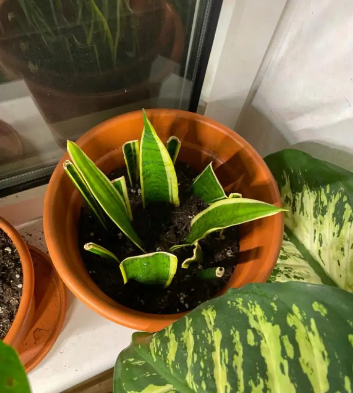 snake plant care tips