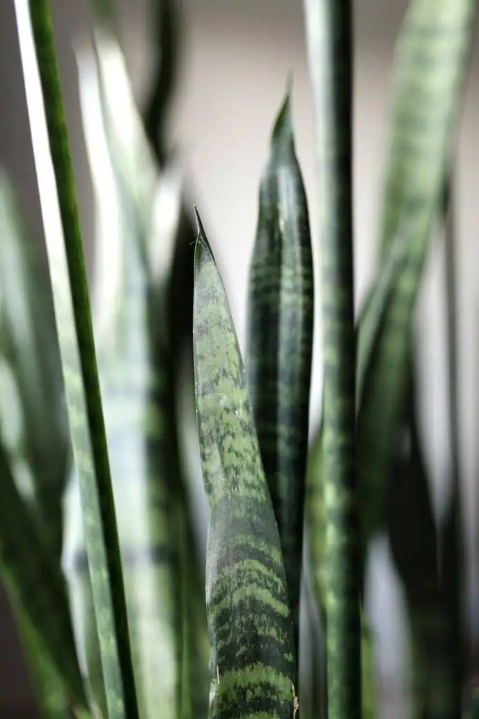 sansevieria leaf pattern close-up
