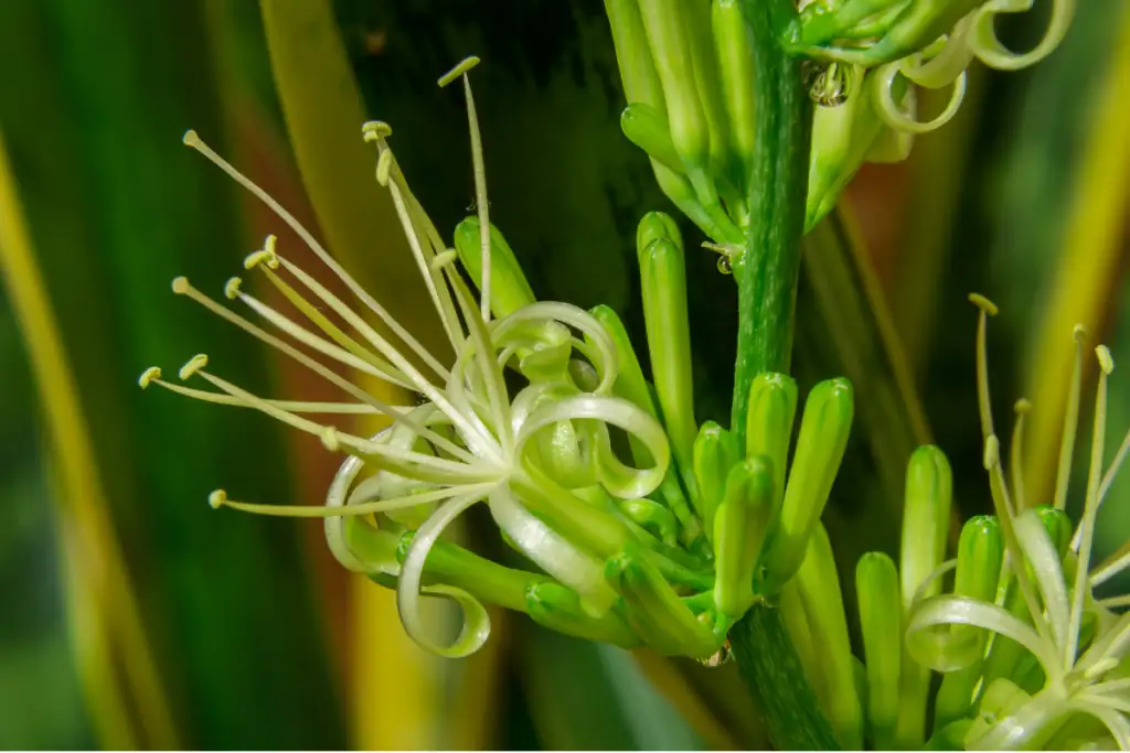 sansevieria night blooming flower