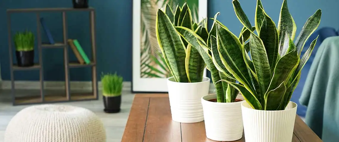 snake plant in living room