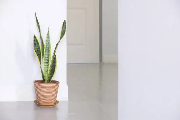 snake plant air purification