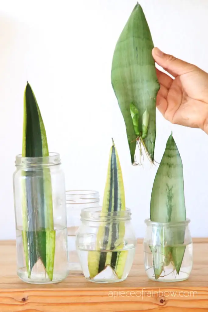 snake plant leaf cutting propagation