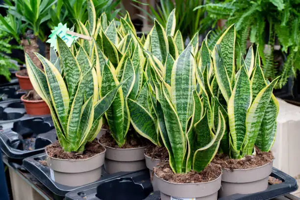 variegated snake plant close-up