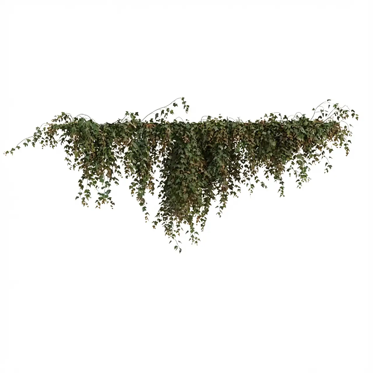 ivy hanging indoor