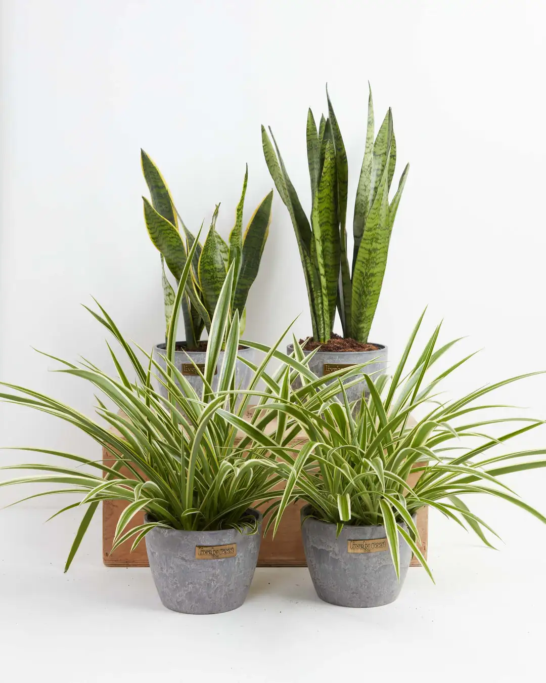 spider plant and snake plant together