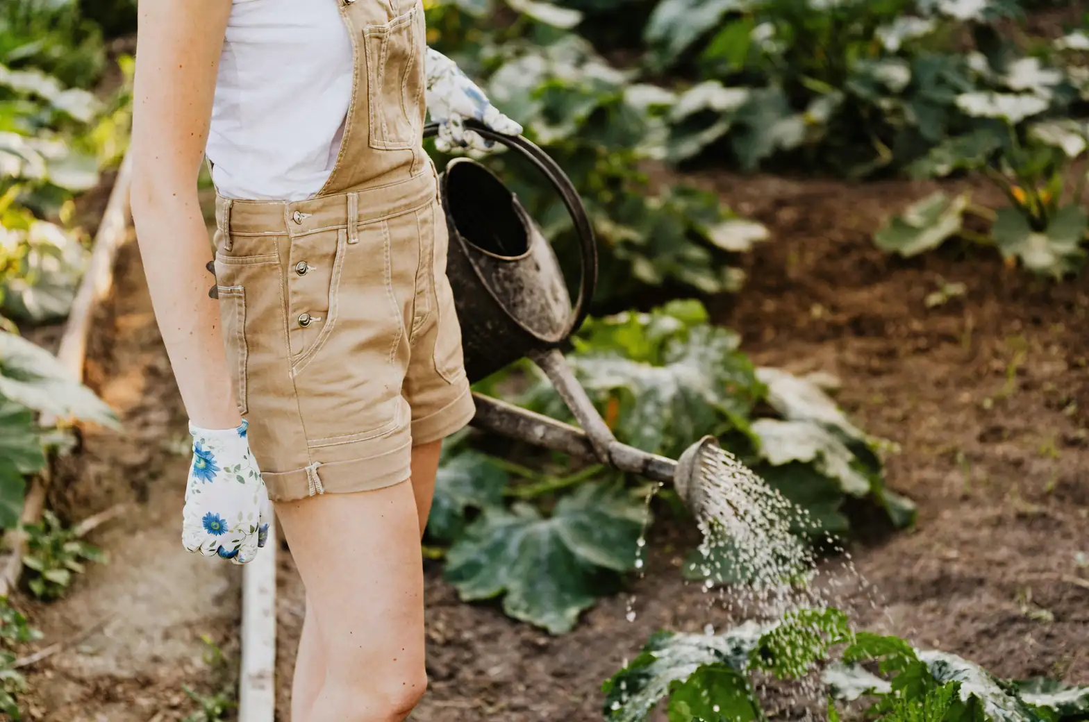 summer plant watering morning