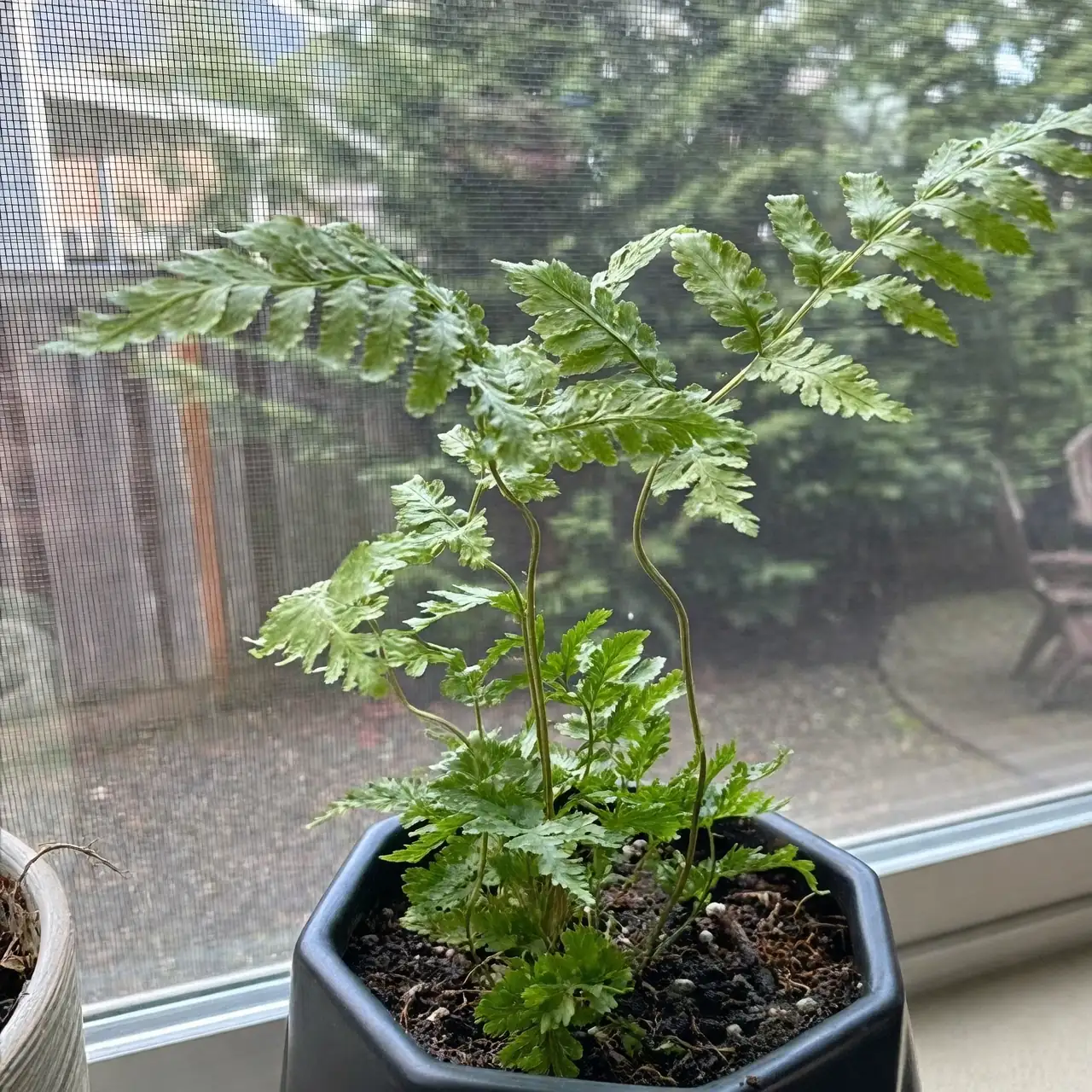 autumn plant care indoors