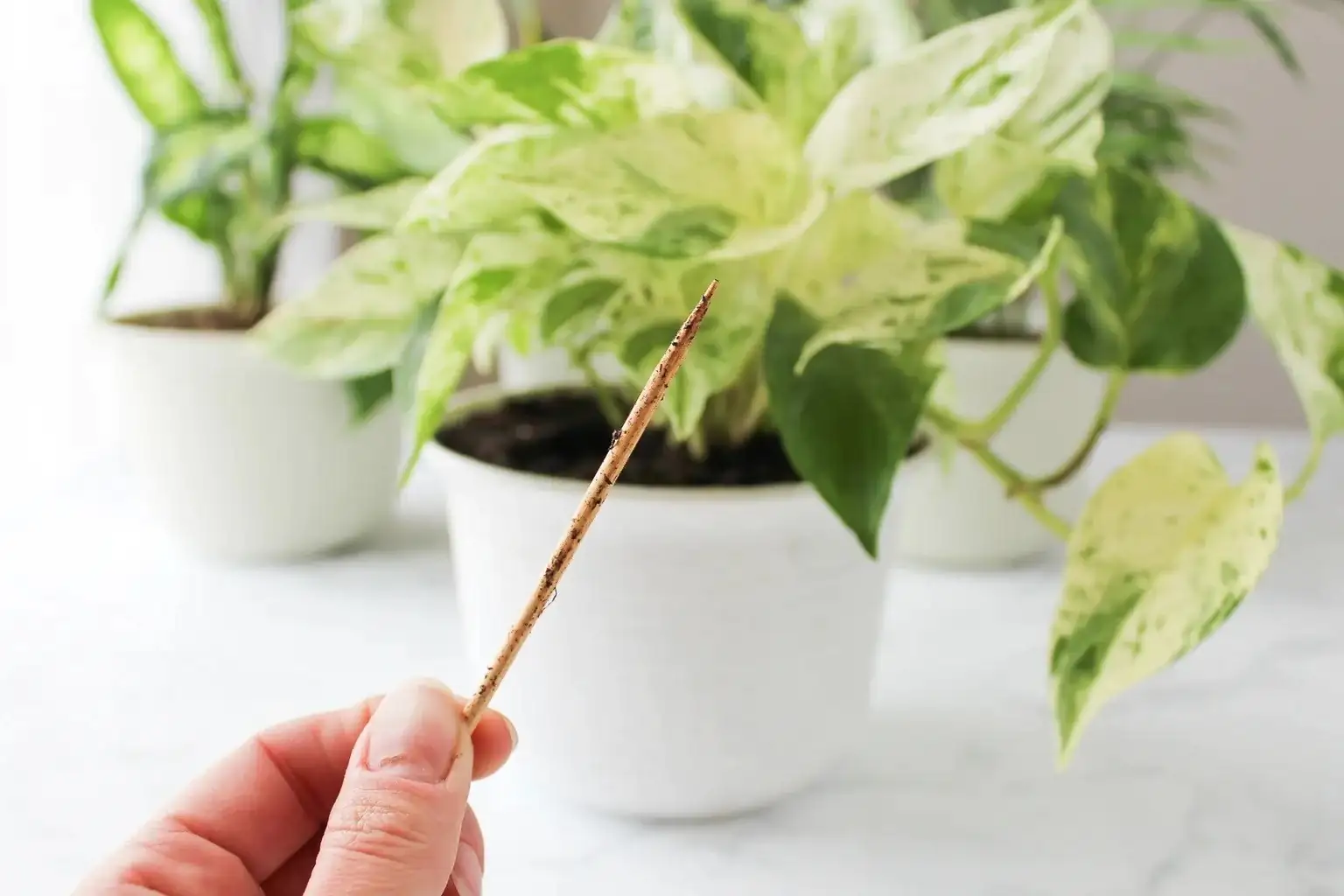 indoor plant soil moisture check
