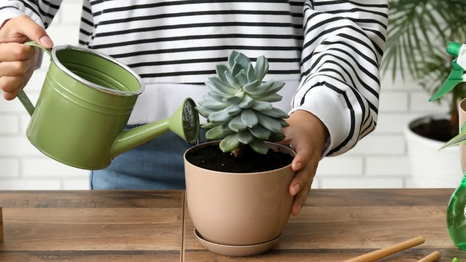 succulent watering technique