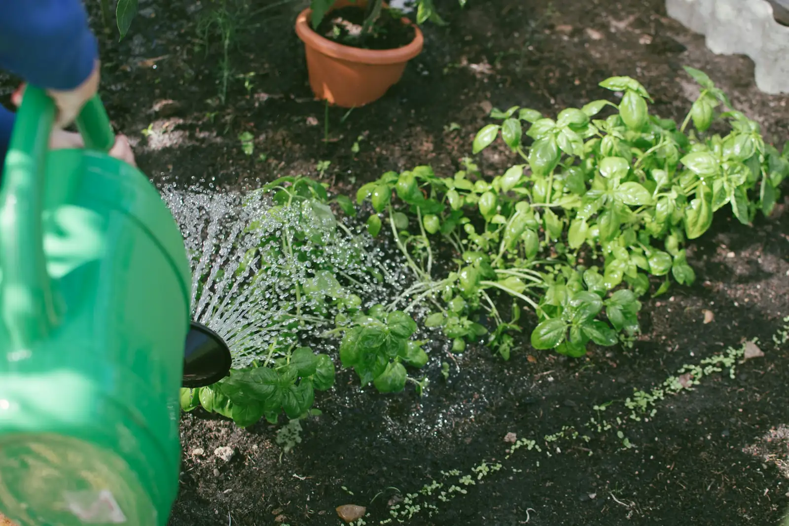 watering plants seasonal changes