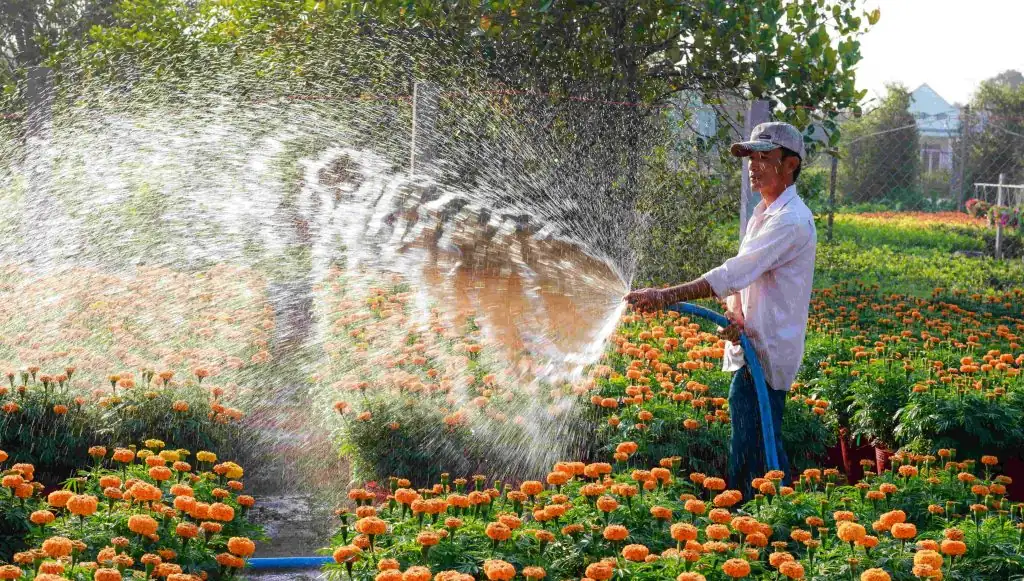 common plant watering mistakes