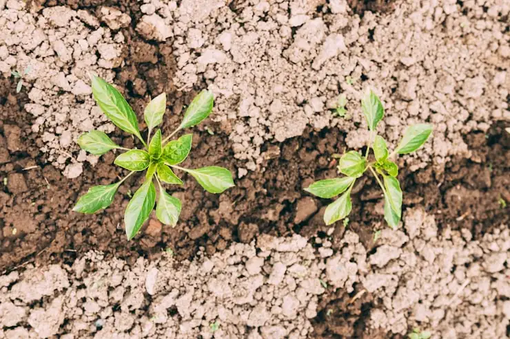 如何彻底浇透你的植物：告别“半截水”的实用指南