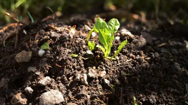 perlite in potting soil mix