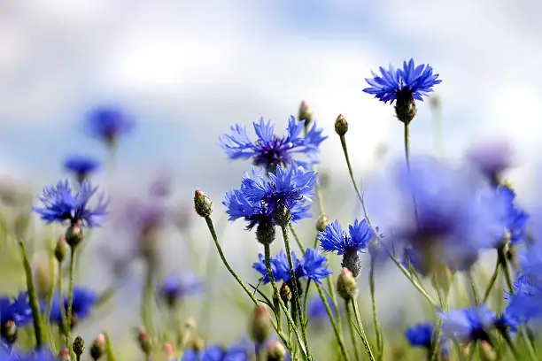 矢车菊护理指南：让花园充满蓝色浪漫