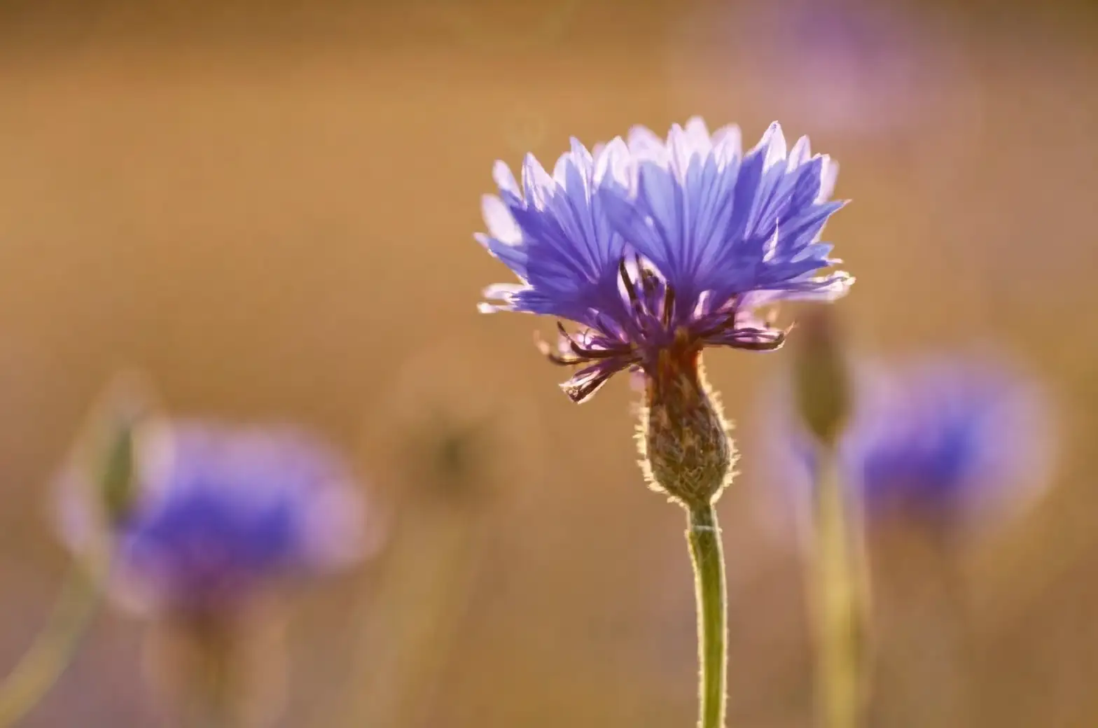 cornflower in full sunlight