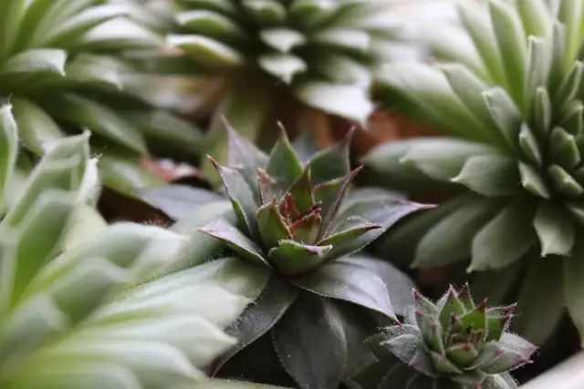 succulent dry soil check