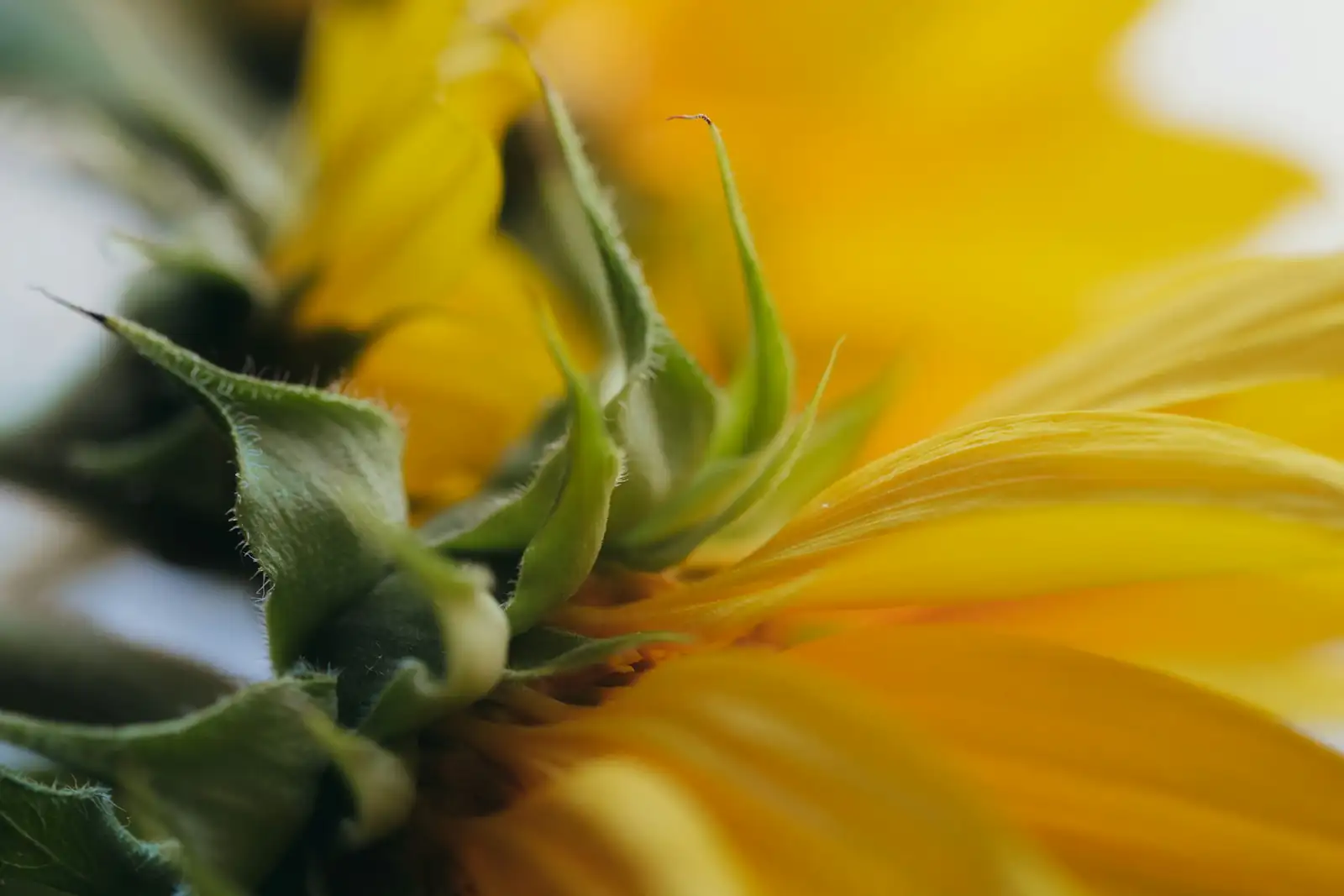 cornflower stem disease close-up