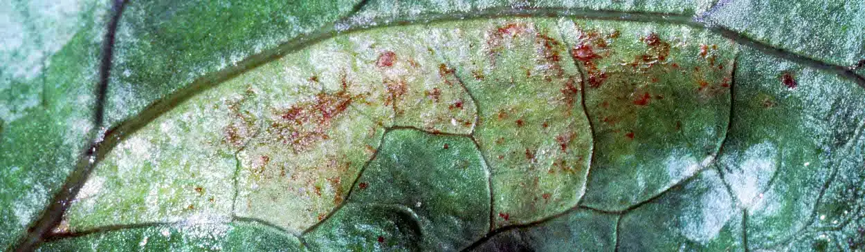 cornflower leaf downy mildew