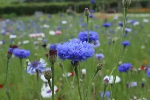 healthy cornflower garden care