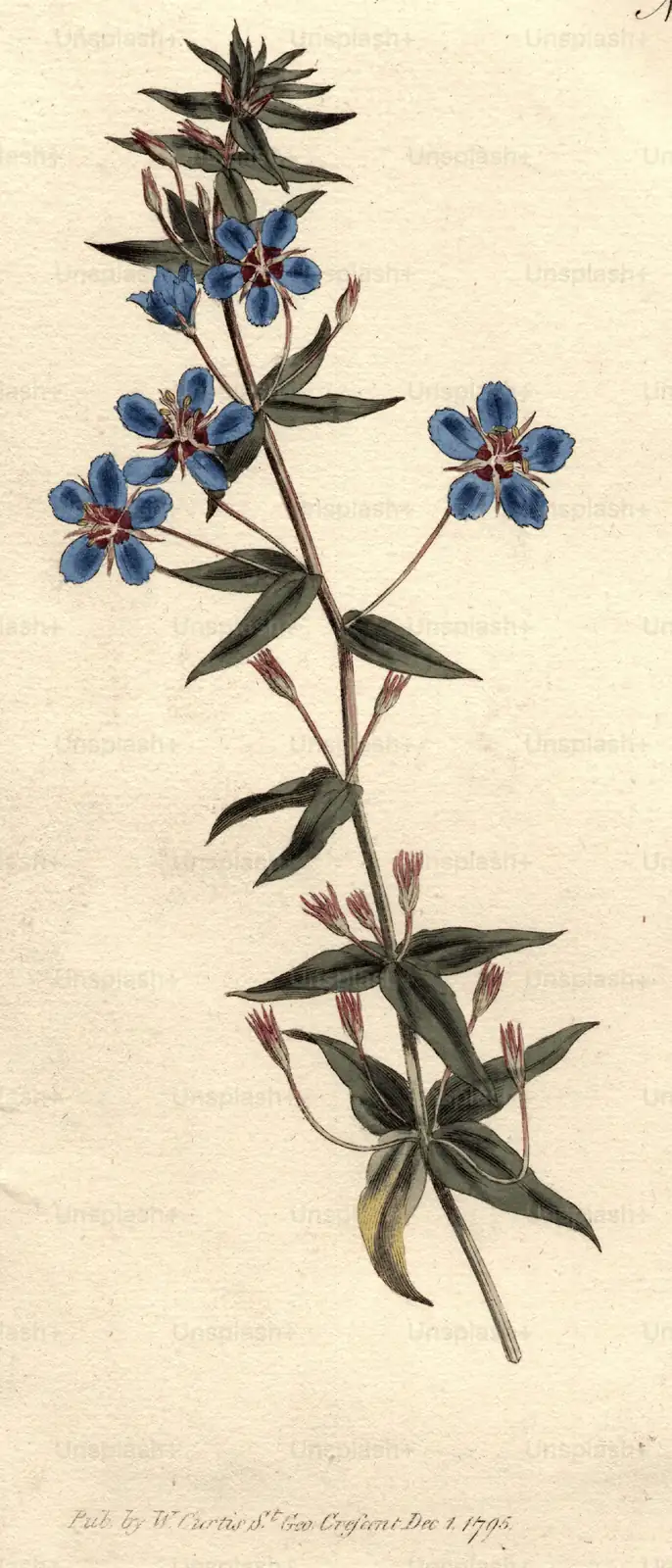historical cornflower story illustration