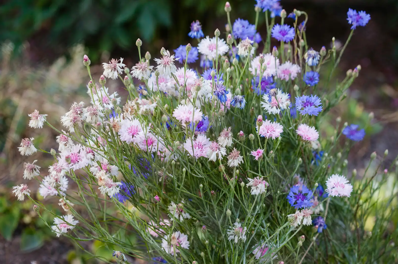 cornflower garden planting