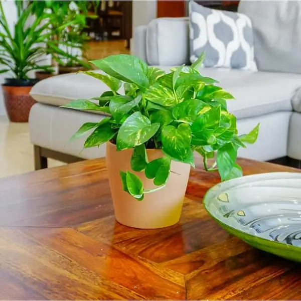 pothos plant in living room