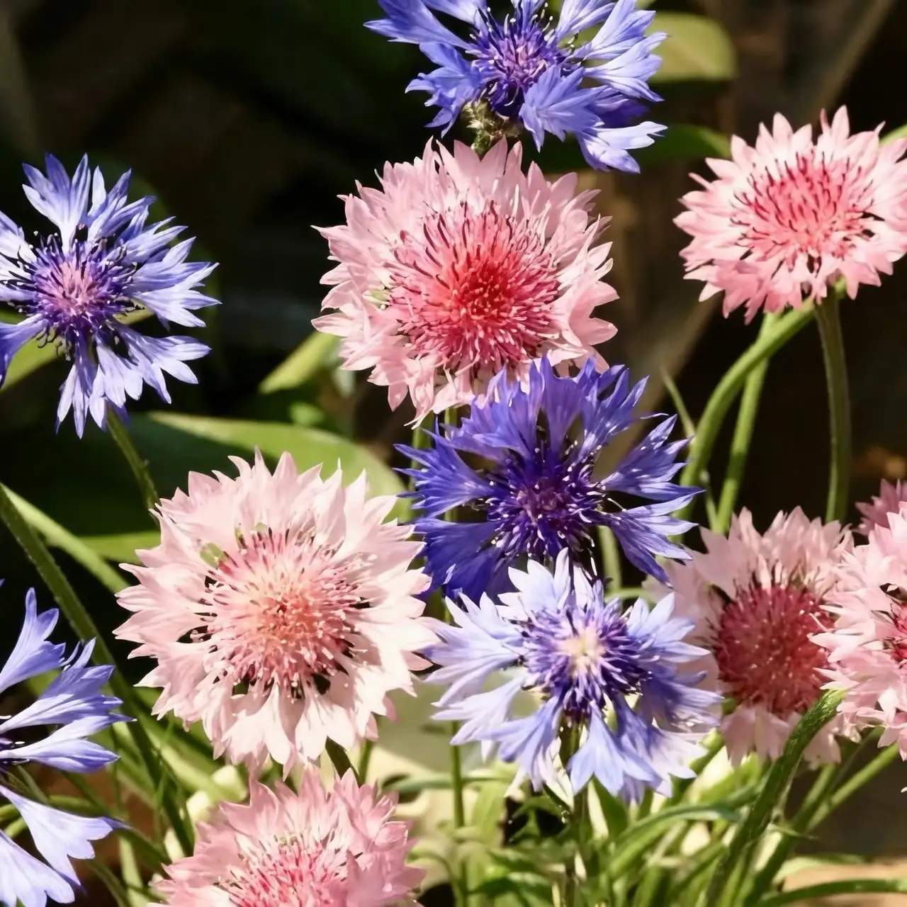 cornflower seeds on ground
