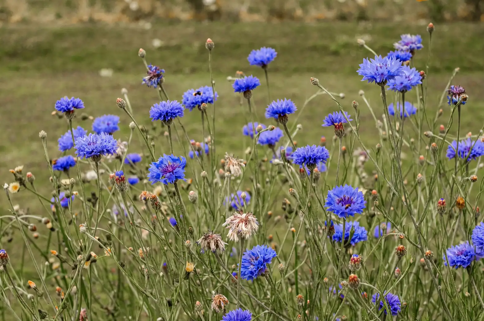 cornflower petals close-up