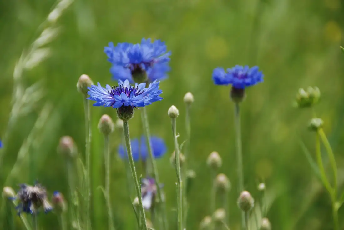 cornflower garden care tips