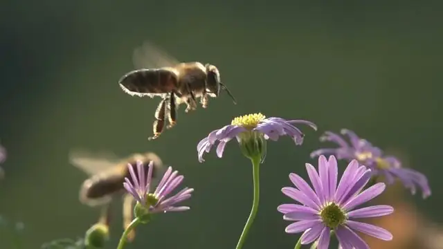 打造矢车菊花园：与蜜蜂共舞的田园诗意