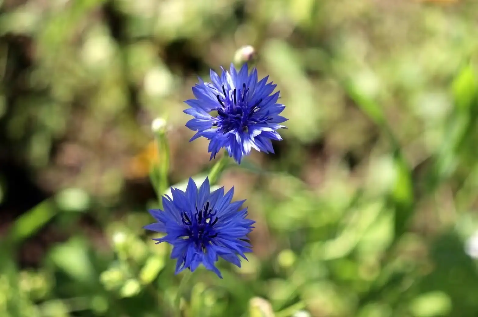 cornflower in sunny garden