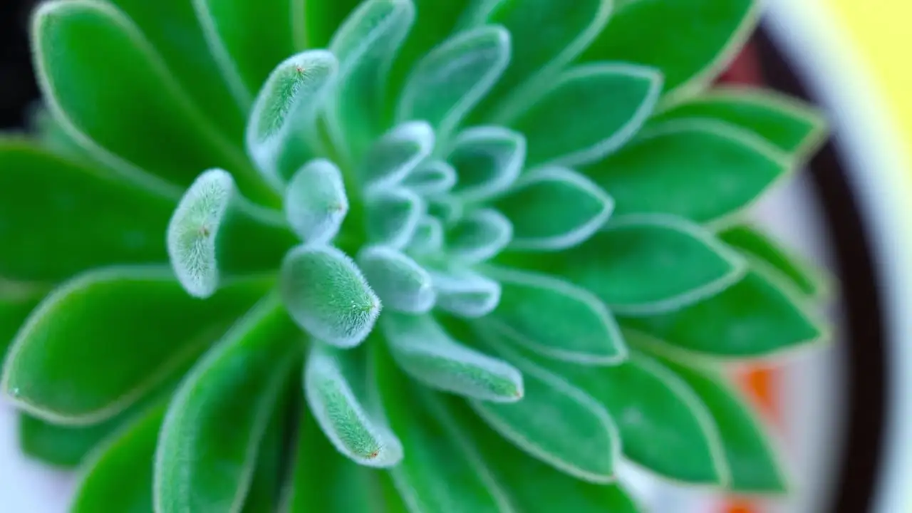 如何拯救浇水过多导致烂根的植物：实用指南