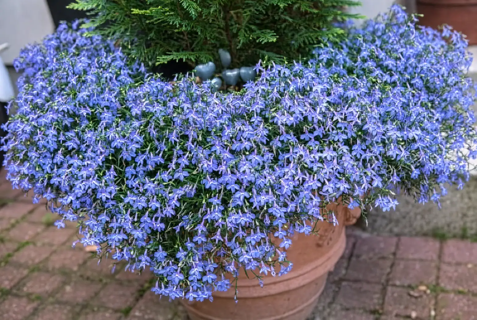 cornflower in balcony garden