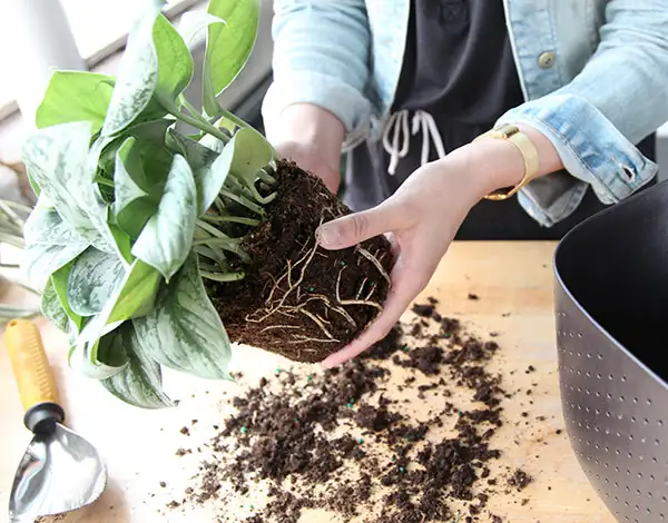 plant repotting process