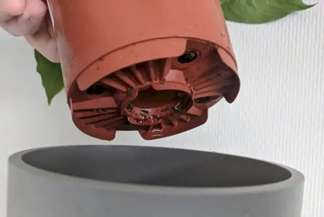 plant with drainage pot
