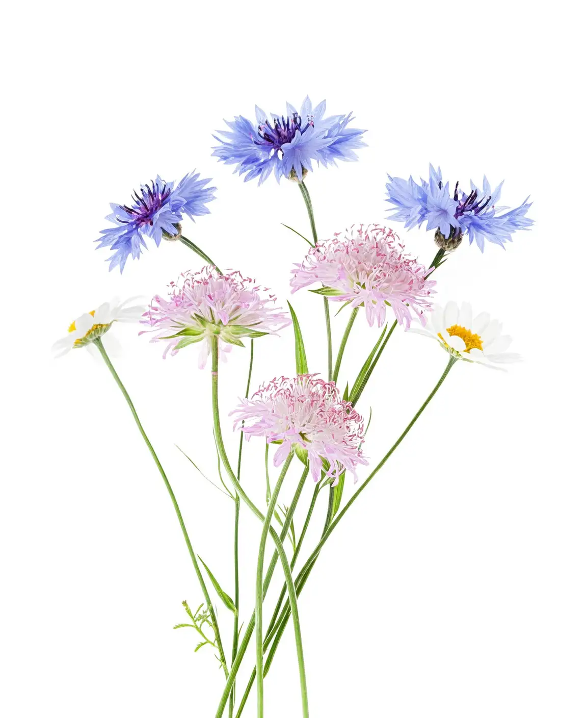 cornflower garden arrangement