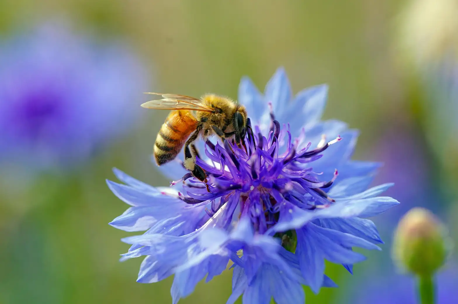 cornflower attracting bees