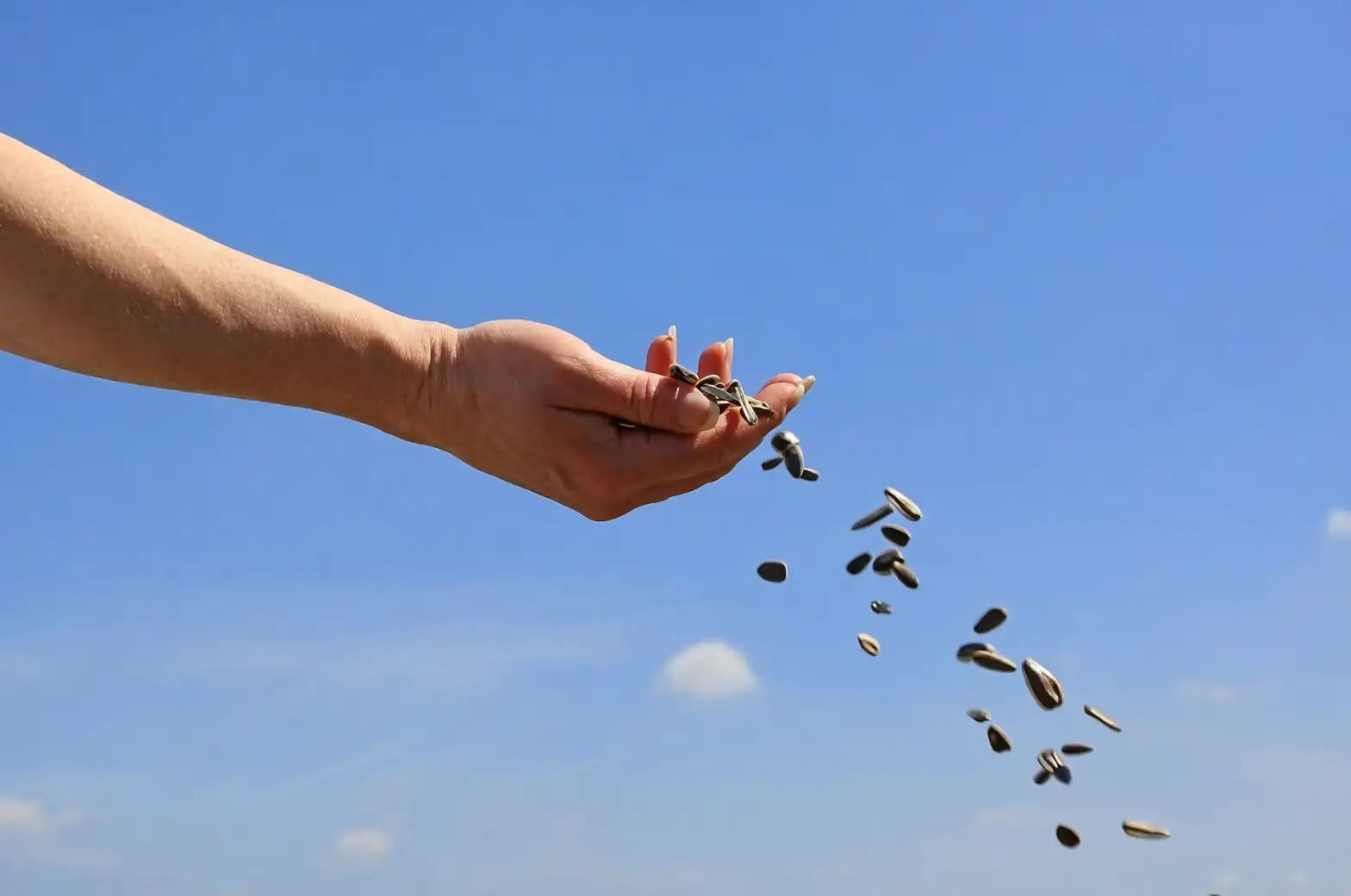 矢车菊繁殖全攻略：从播种到满园花开的成长之路