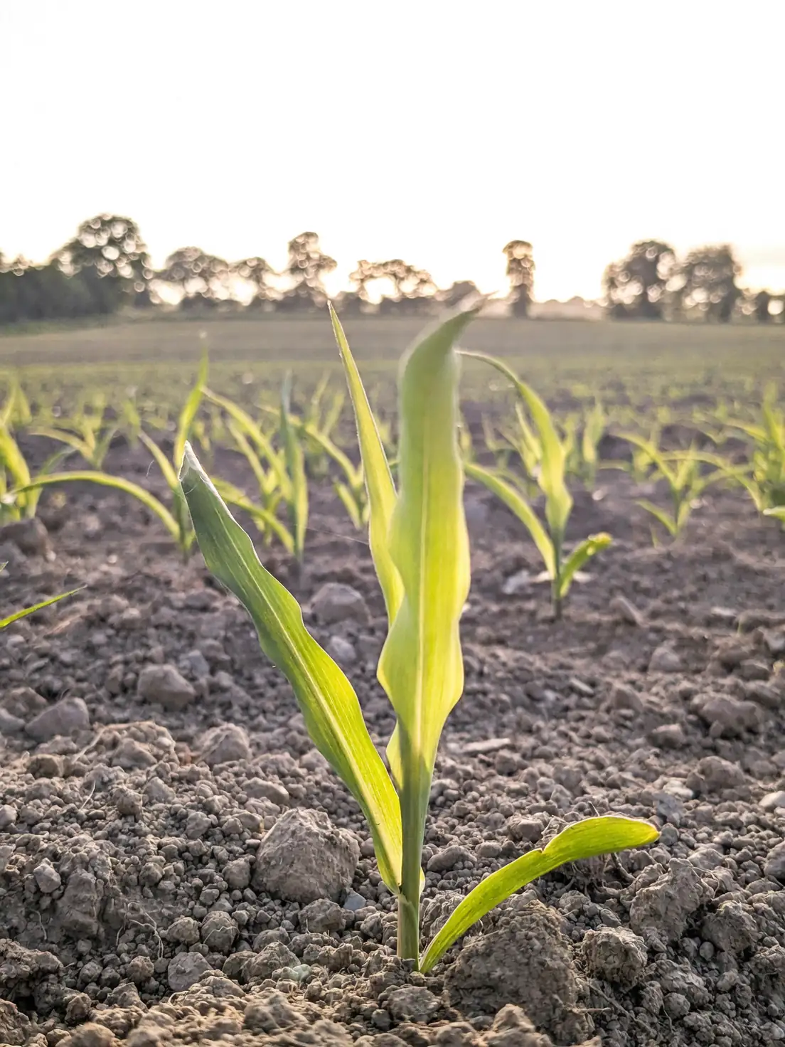 cornflower seedlings emerging soil