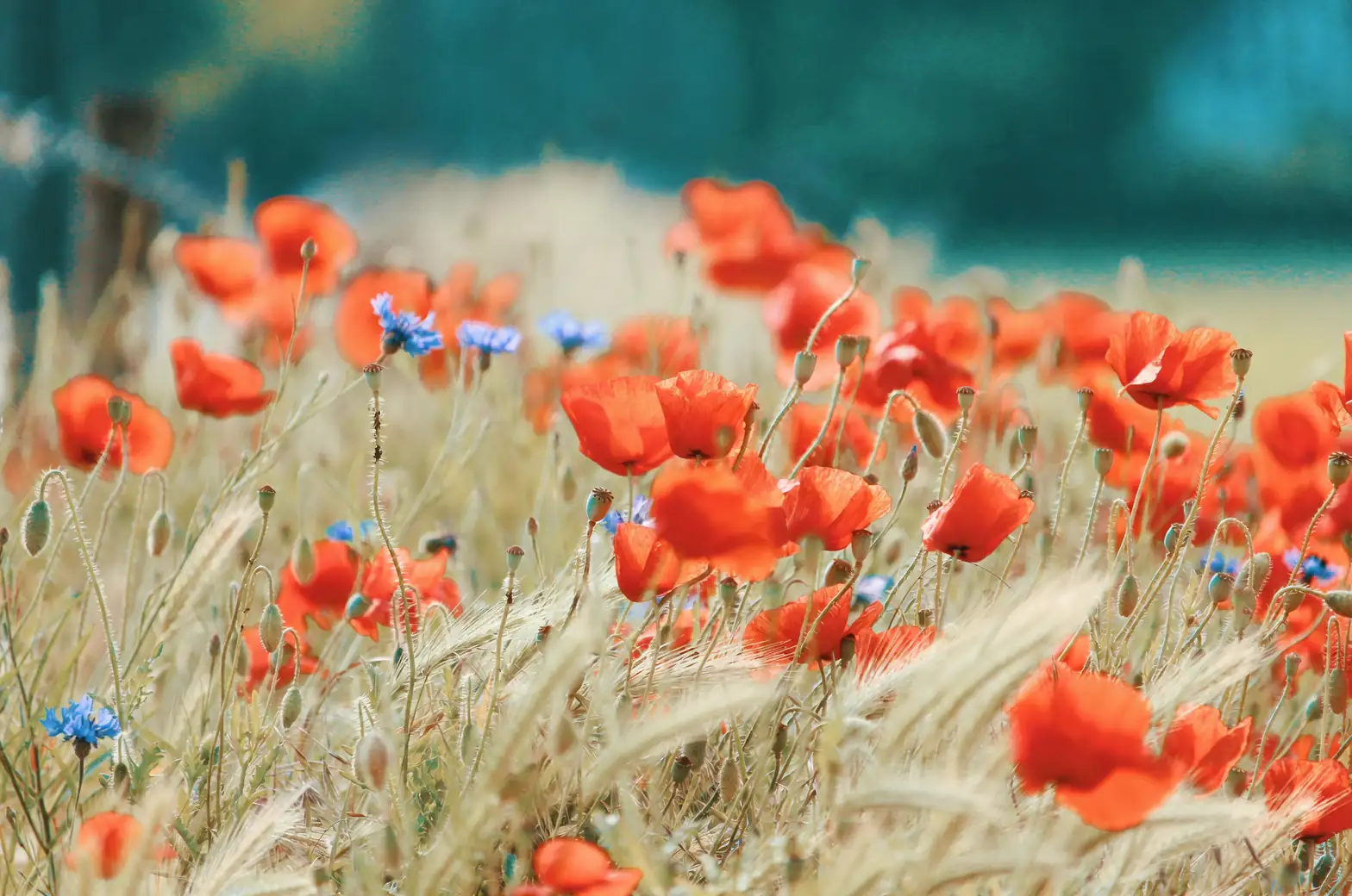 cornflower garden full bloom