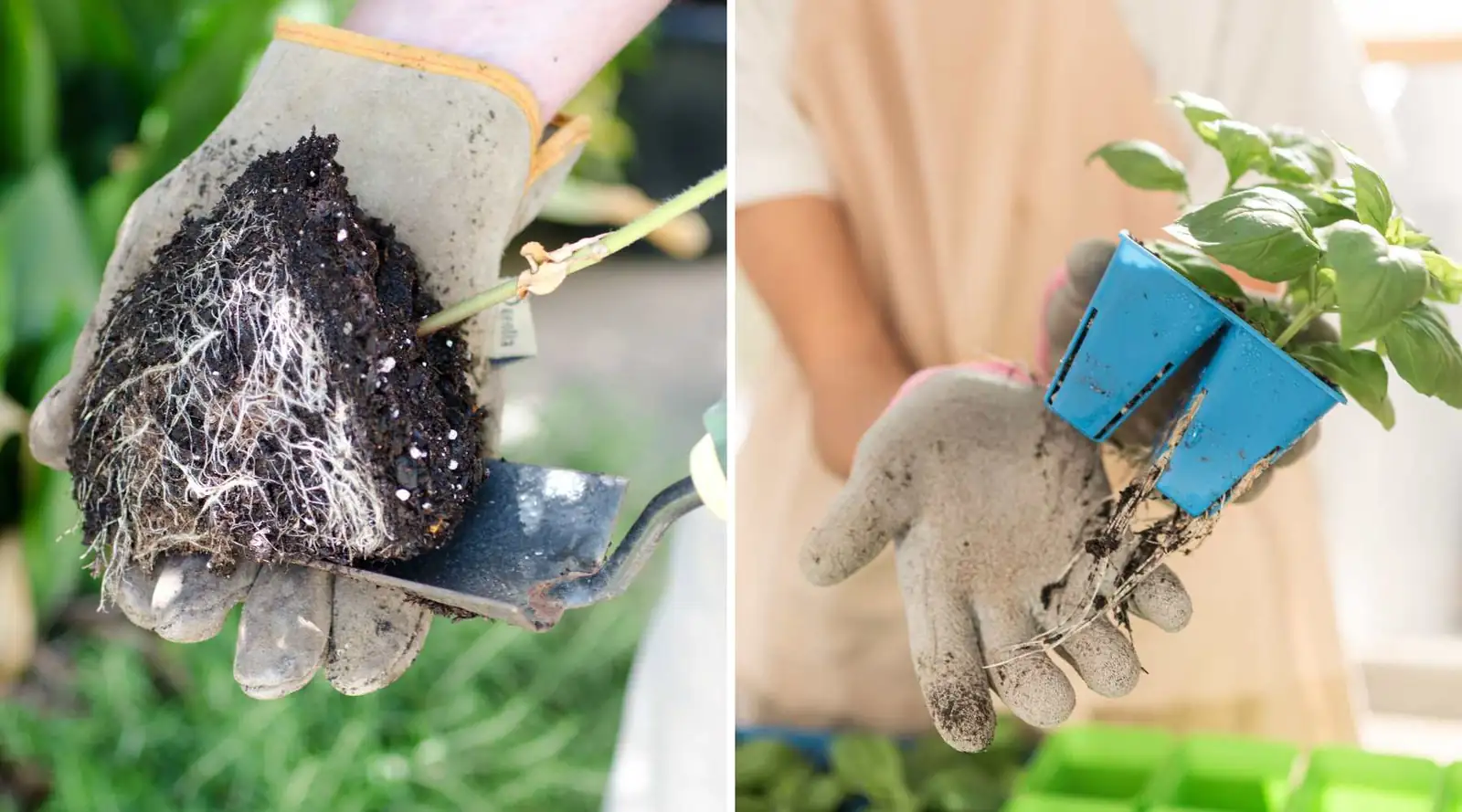 comparison of root pruning and repotting