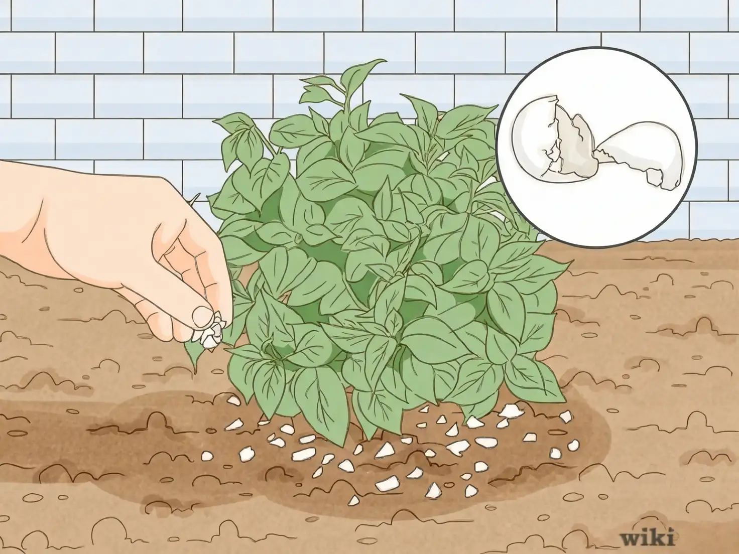 healthy plant growth after care