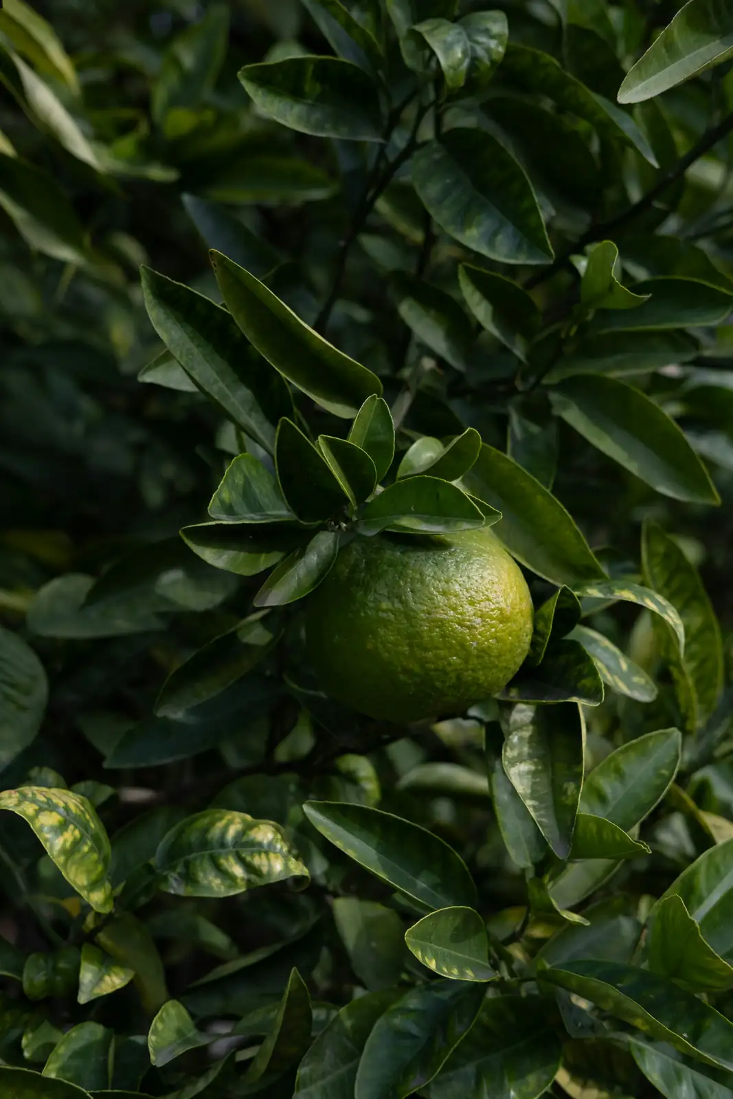 citrus tree fertilizer application