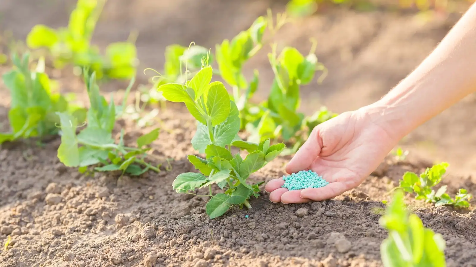 fertilizing in cloudy weather