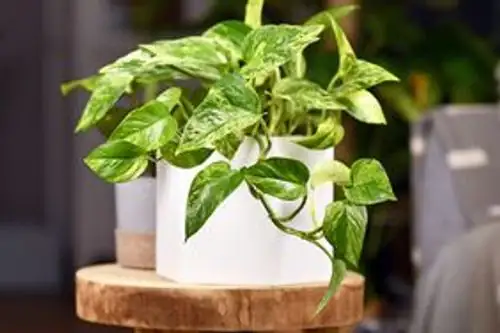 pothos plant fertilizing