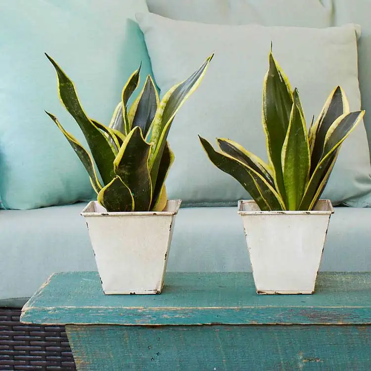 snake plant low maintenance
