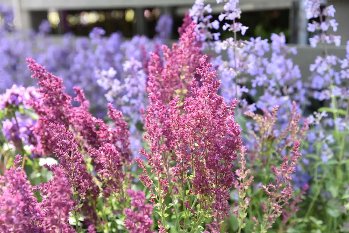 salvia in sunlight