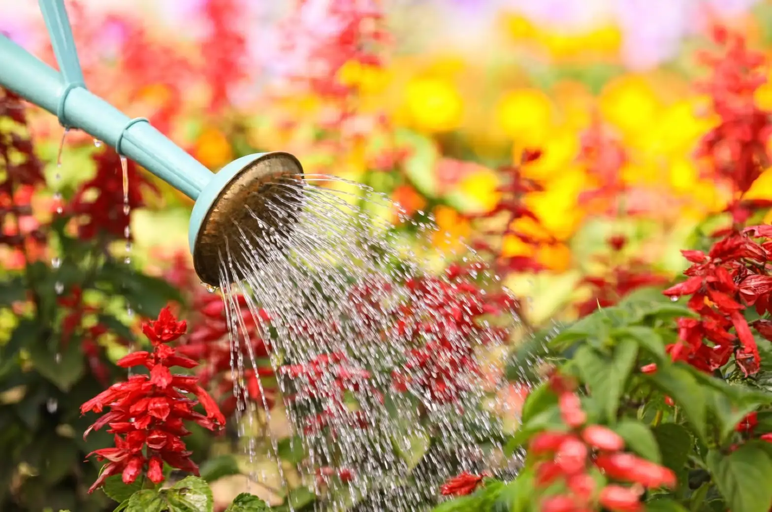 watering red salvia plant