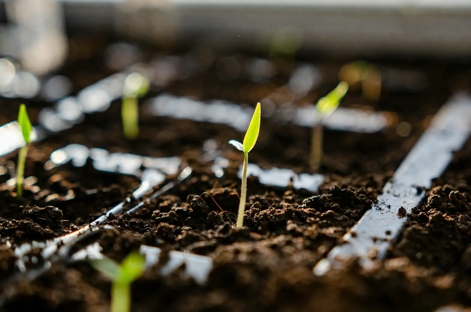 spring garden nitrogen fertilizer