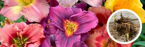 萱草养护秘籍：如何让“母亲花”年年盛开？